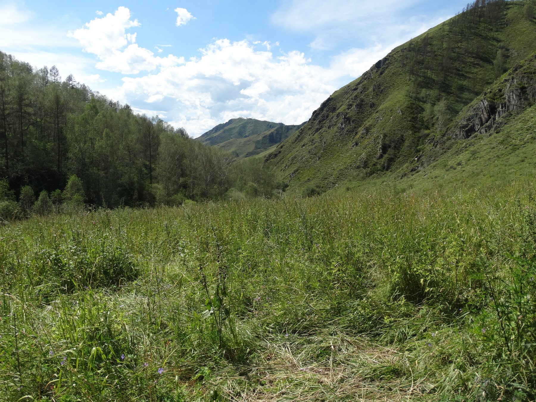 Buy Forest plots near the mountain river Cheba land plots of the Altai Mountains