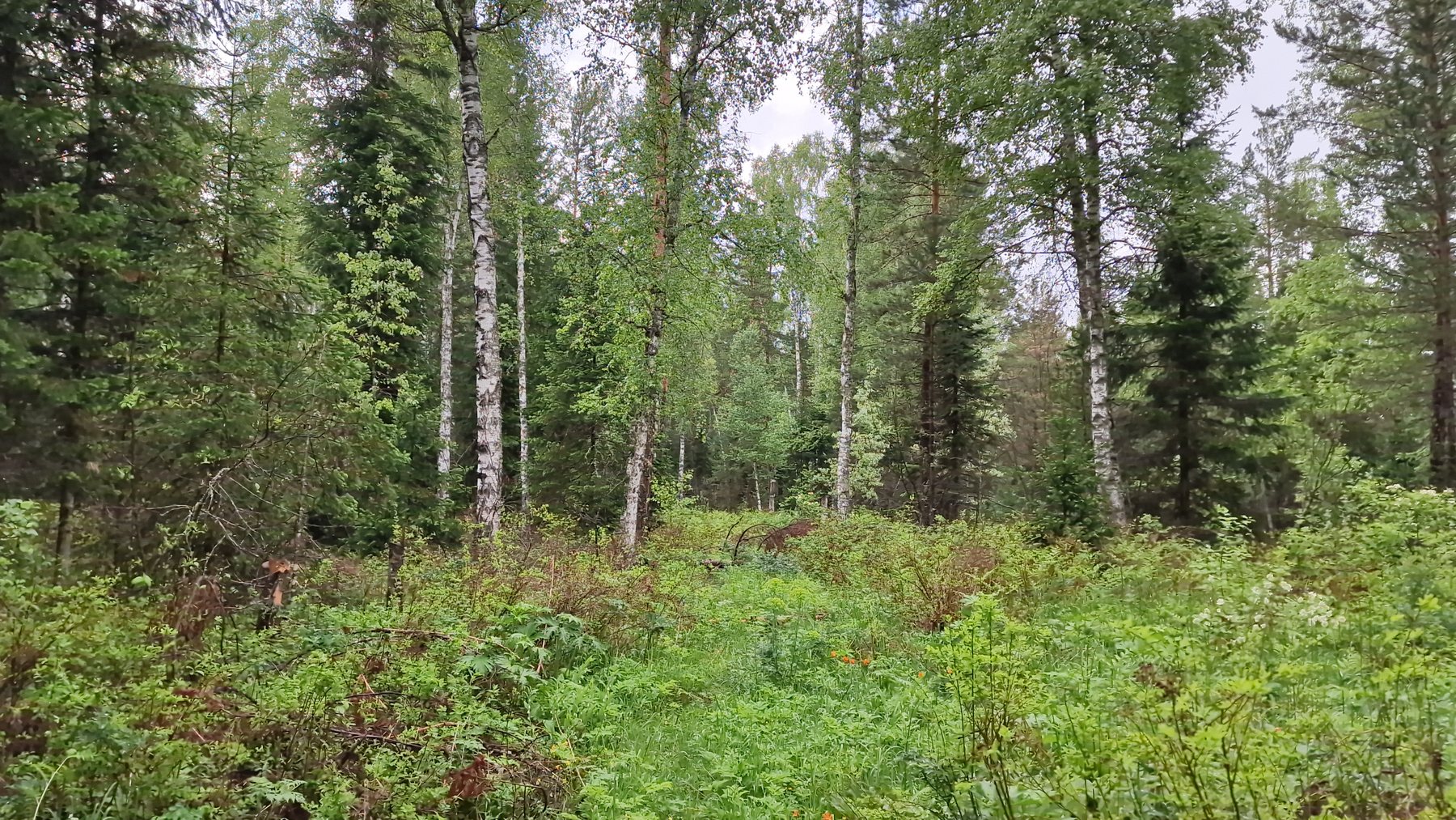 Купить Элитный посёлок "Родниковая Река" земельные участки Горного Алтая