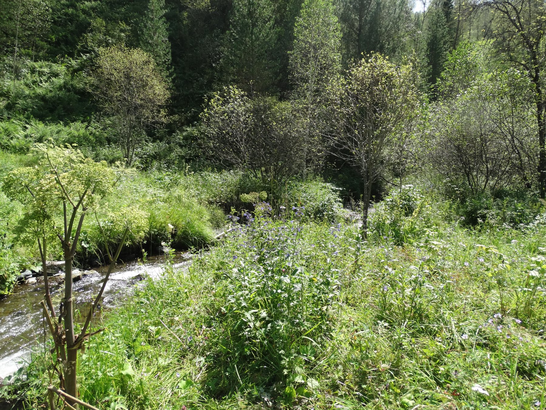 Buy Forest plots near the mountain river Cheba land plots of the Altai Mountains