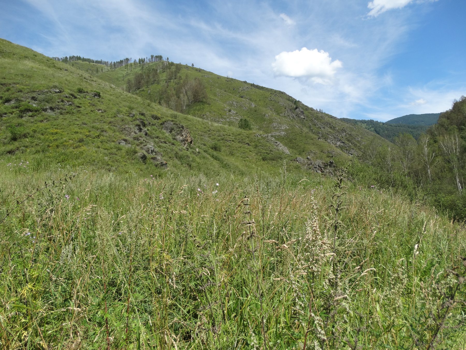 Buy Forest plots near the mountain river Cheba land plots of the Altai Mountains