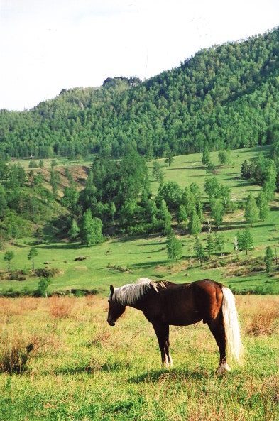 Buy Glamping-grad "Scythian Valley" land plots of the Altai Mountains