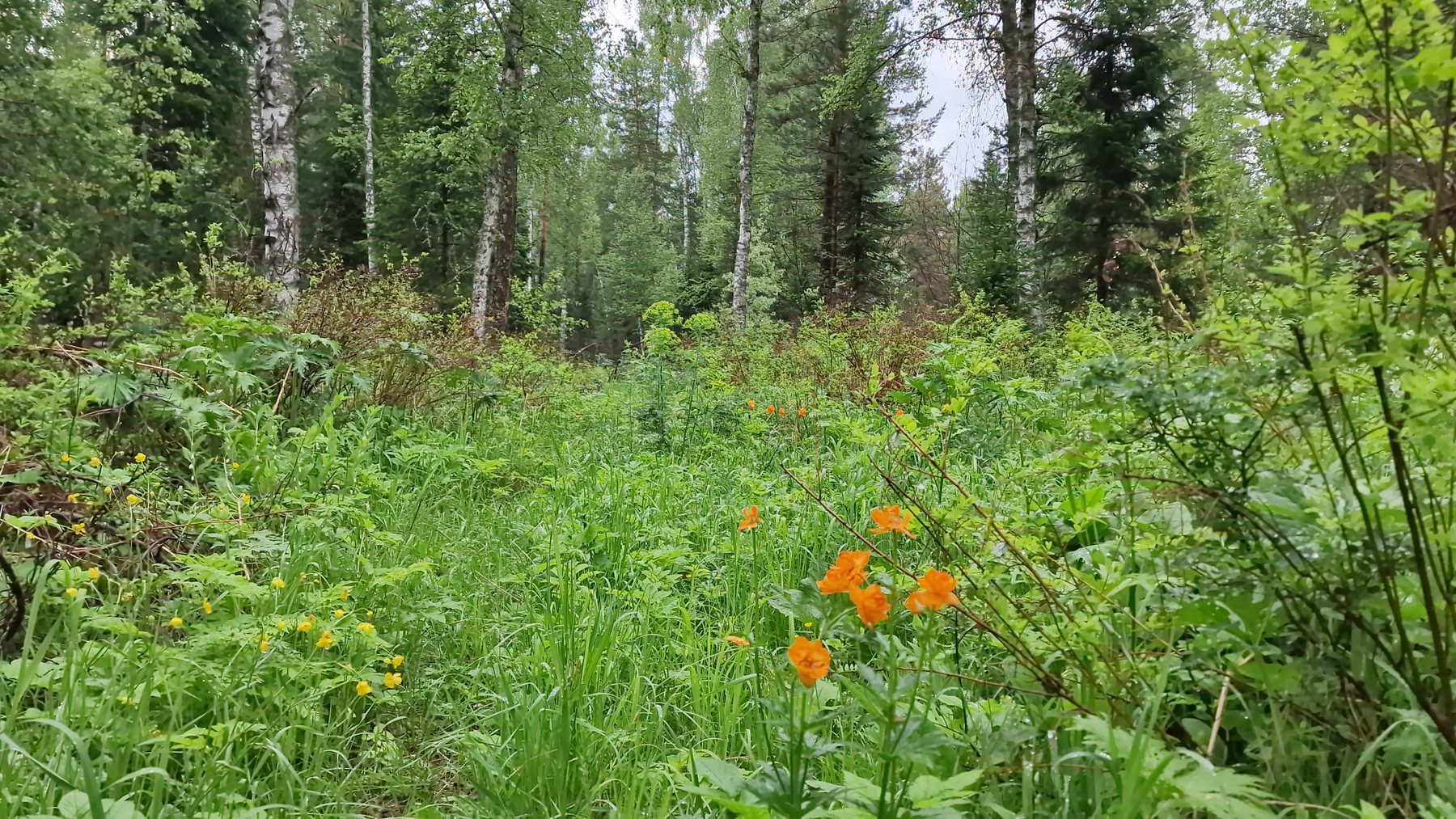 Buy Elite village "Prince River" land plots of the Altai Mountains