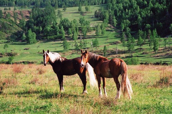 Buy Glamping-grad "Scythian Valley" land plots of the Altai Mountains