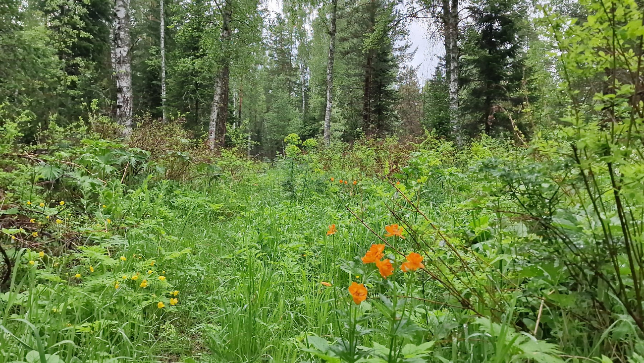 Элитный посёлок «Родниковая Река»