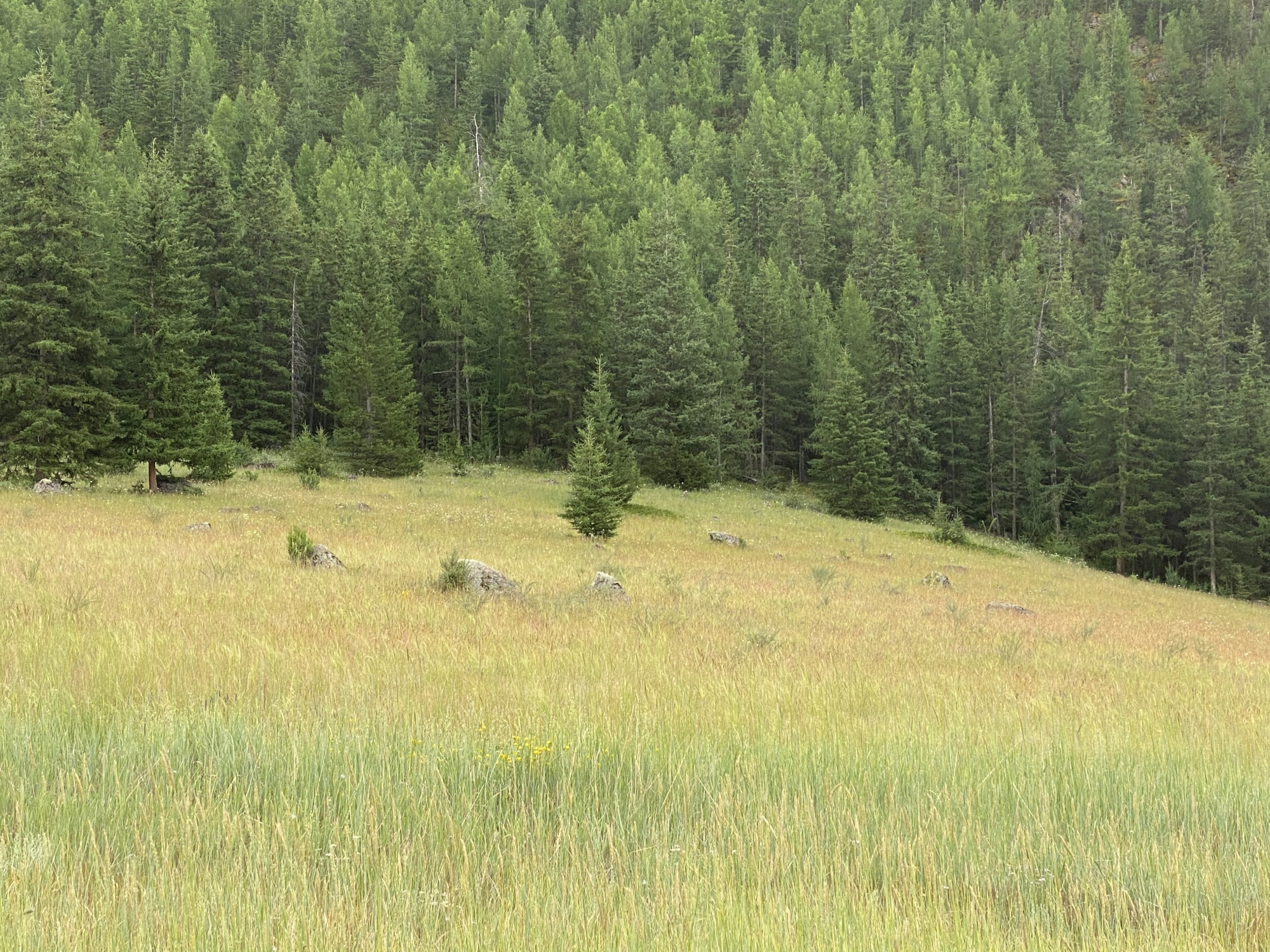 Купить Участок 15.06 соток (10-УЛР58) земельные участки Горного Алтая
